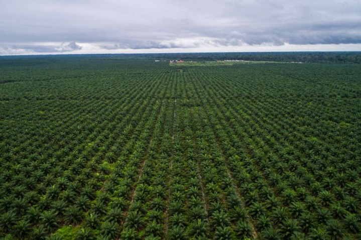 After, palm oil plantation