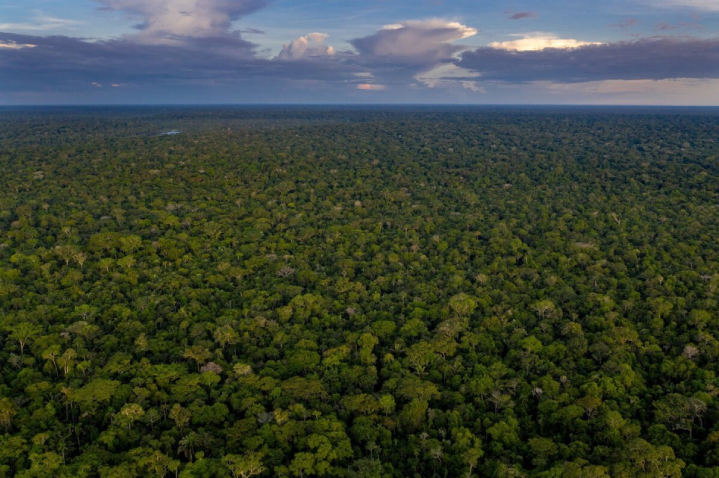 Before, tropical rainforest